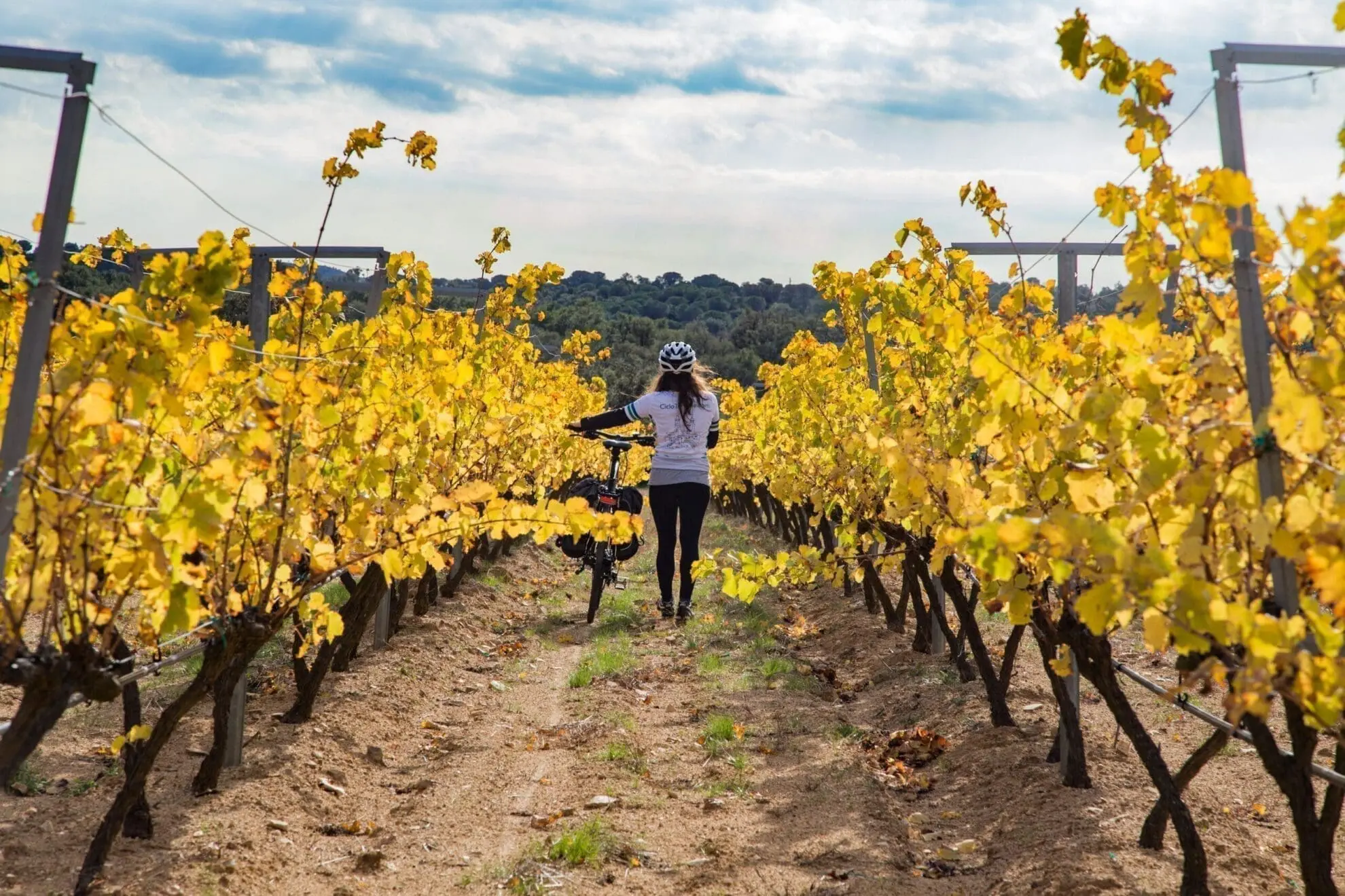 Vinyes d'Olivardots, Capmany