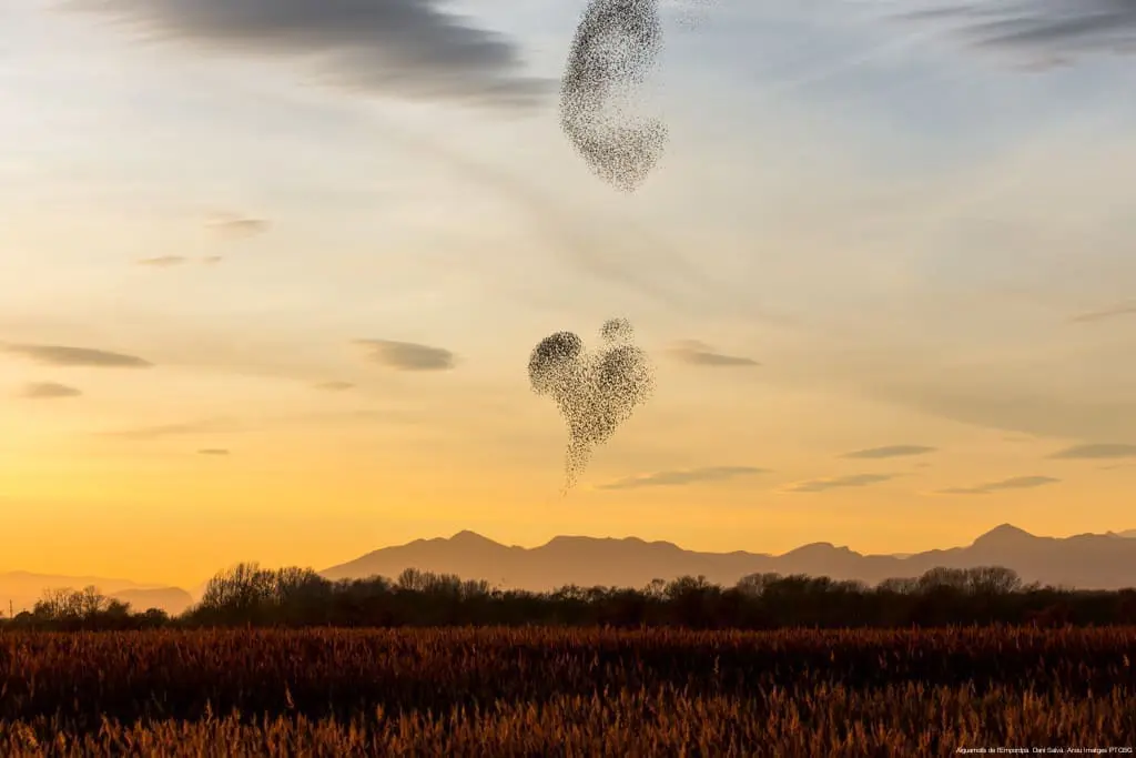 Vols d'Estornells, Parc Natural dels Aiguamolls de l'Empordà