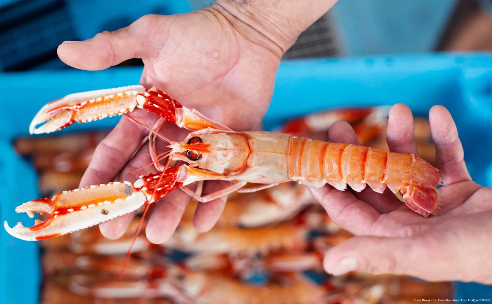 Costa Brava.Kris Ubach-Kamaleon