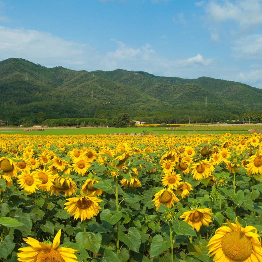 img-publi-material-promocional