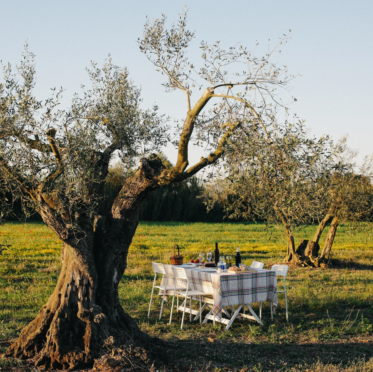 Oli de Ventalló. Anna Pla-Narbona. Ariux Imatges PTCBG 1